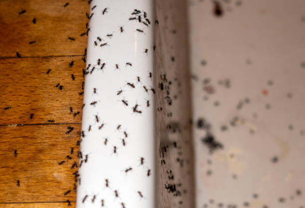 Professional Pest Control in Champion Heights, OH