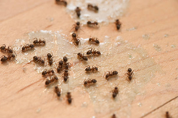 Best Commercial Pest Control Services  in Champion Heights, OH