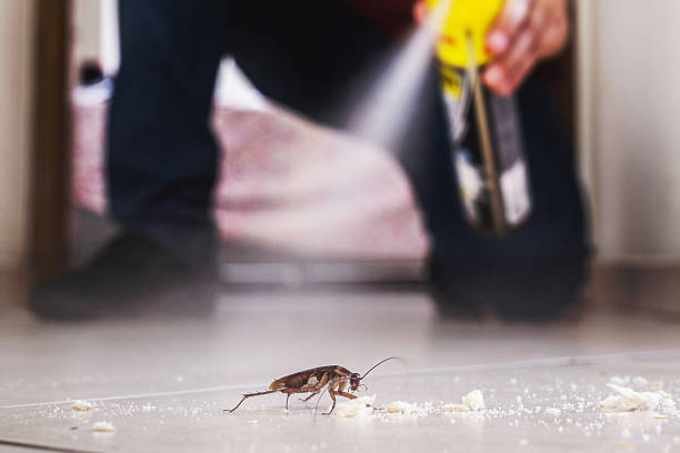 Best Flea Control Services  in Champion Heights, OH